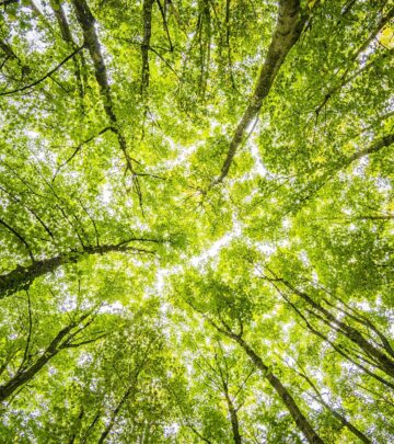 12 Stunning Columnar Trees for Small Spaces: A Gardener’s Guide