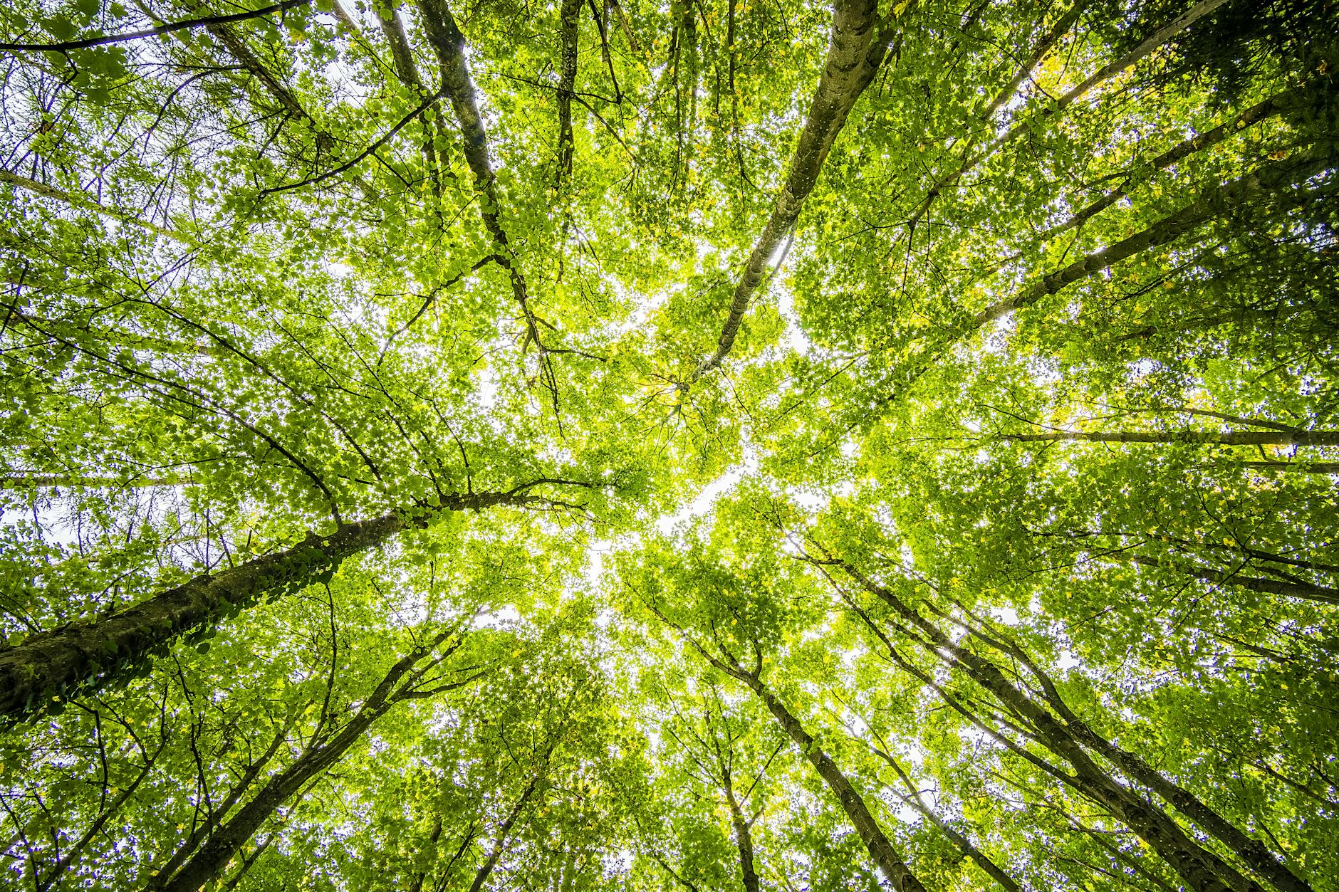 12 Stunning Columnar Trees for Small Spaces: A Gardener’s Guide Slim-profile trees that add privacy, structure, and year-round interest to tight yards.