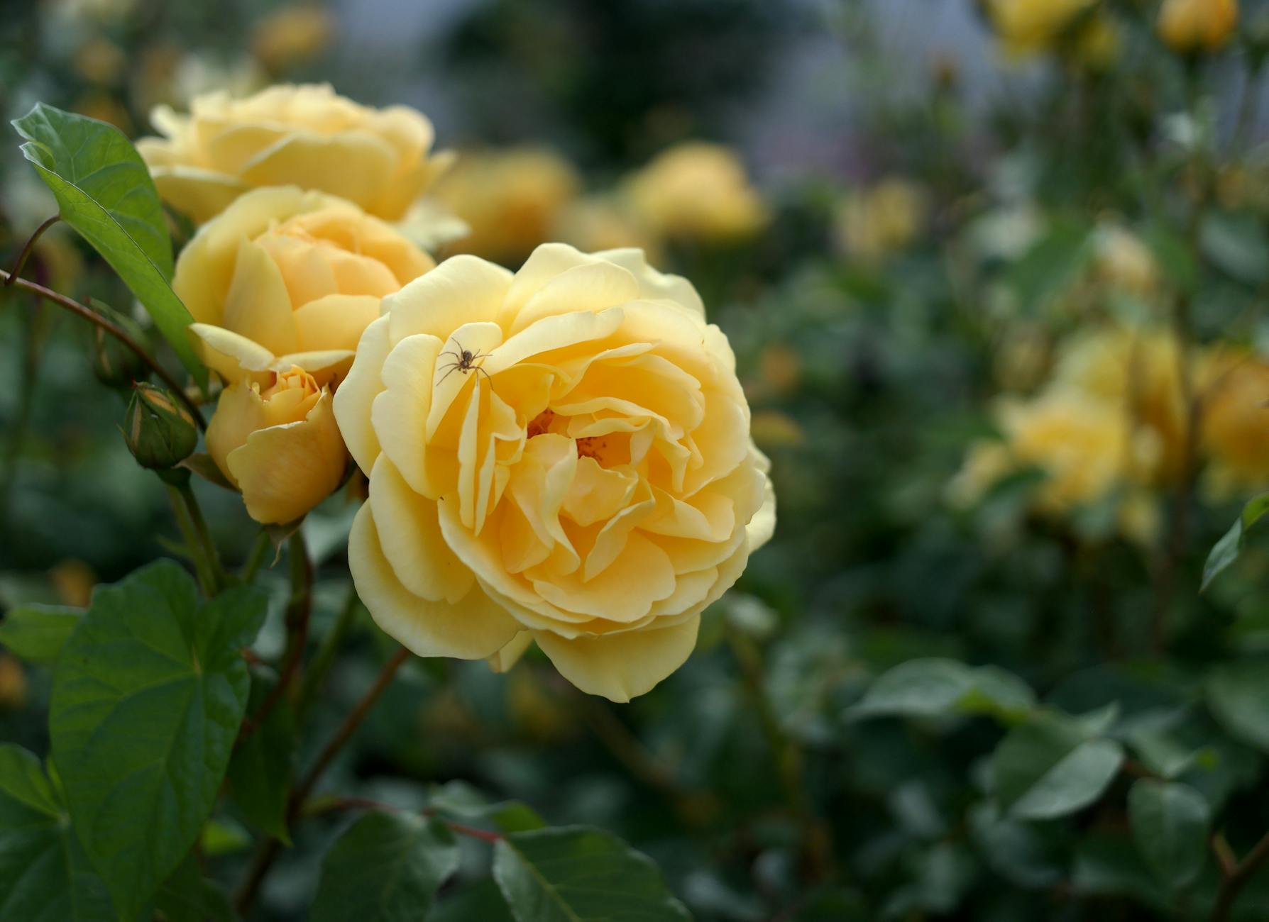 From microscopic mites to chafers, discover practical tactics to protect blooms year-round.