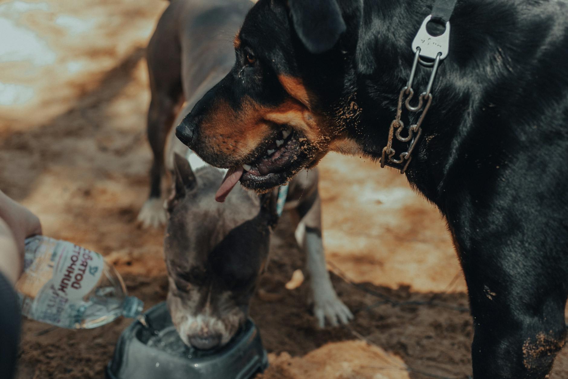 Pedialyte for Dogs: Is It Safe and When Should You Use It? Discover when electrolyte solutions like Pedialyte may help your dehydrated dog and safer alternatives to consider