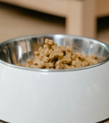Pedialyte for Dogs: Safety, Risks, and Alternatives