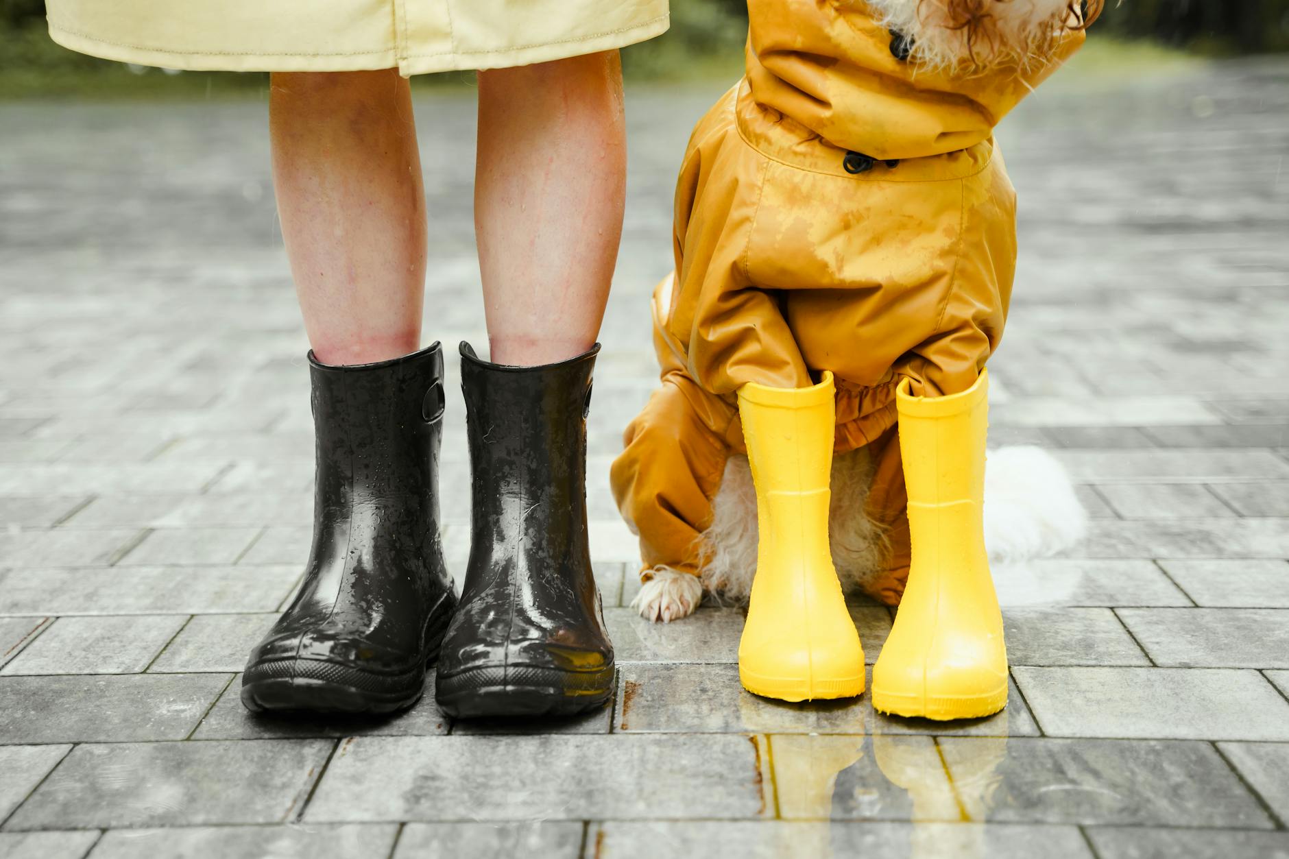 Why Does My Dog Lick My Feet? Understanding Dog Licking Behavior Discover the surprising reasons behind your dog’s foot-licking habit and how to manage this quirky canine behavior.