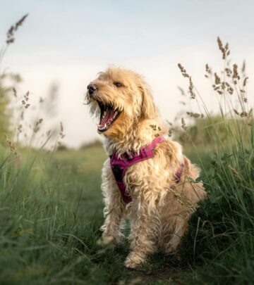 Can Dogs Eat Spinach? Health Benefits, Risks, and Serving Guidelines