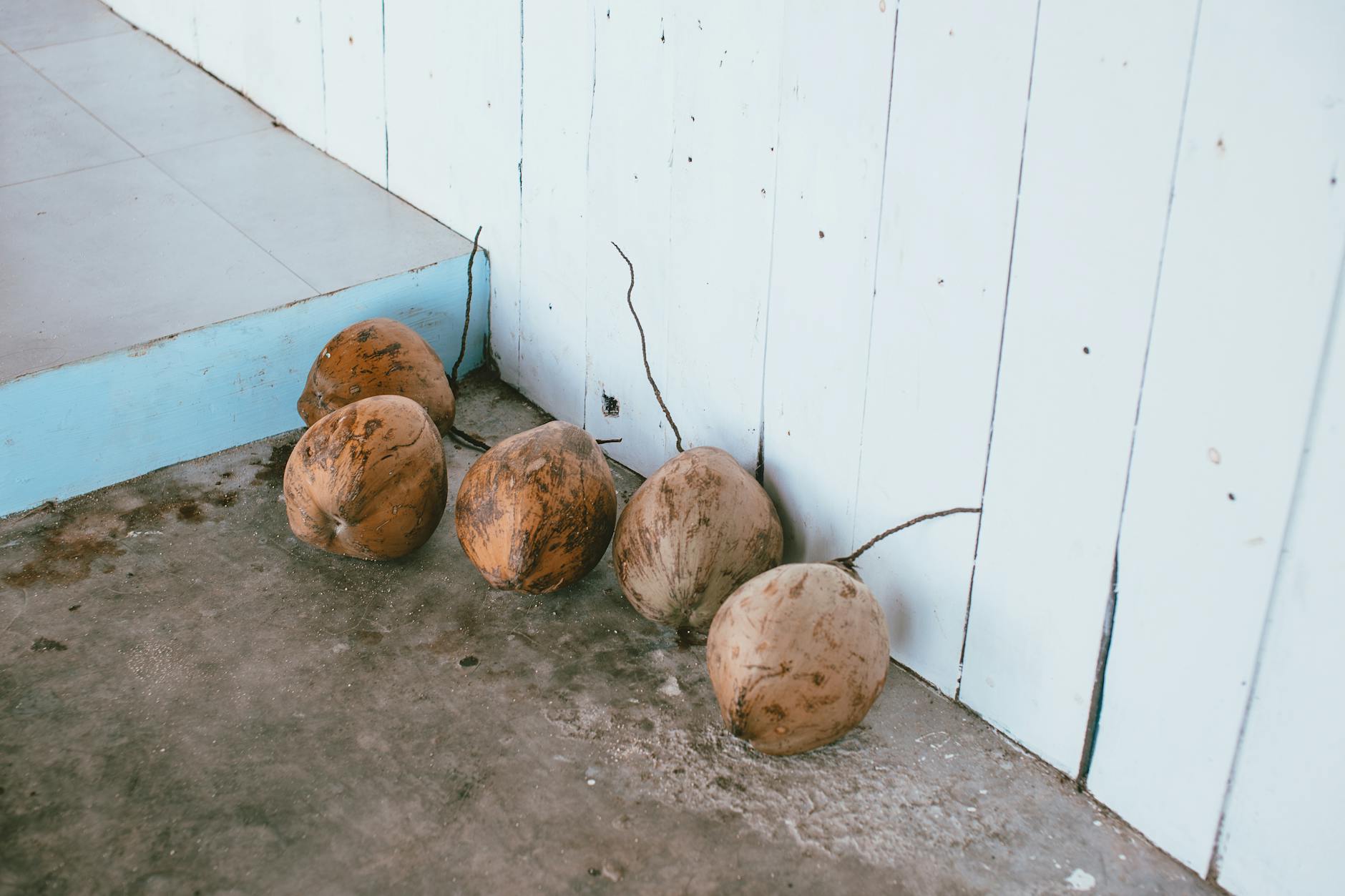 Coconut Coir: The Ultimate Guide to Using Coco Coir in Gardening Discover the benefits, uses, and science behind coconut coir for healthier, eco-friendly gardening success.