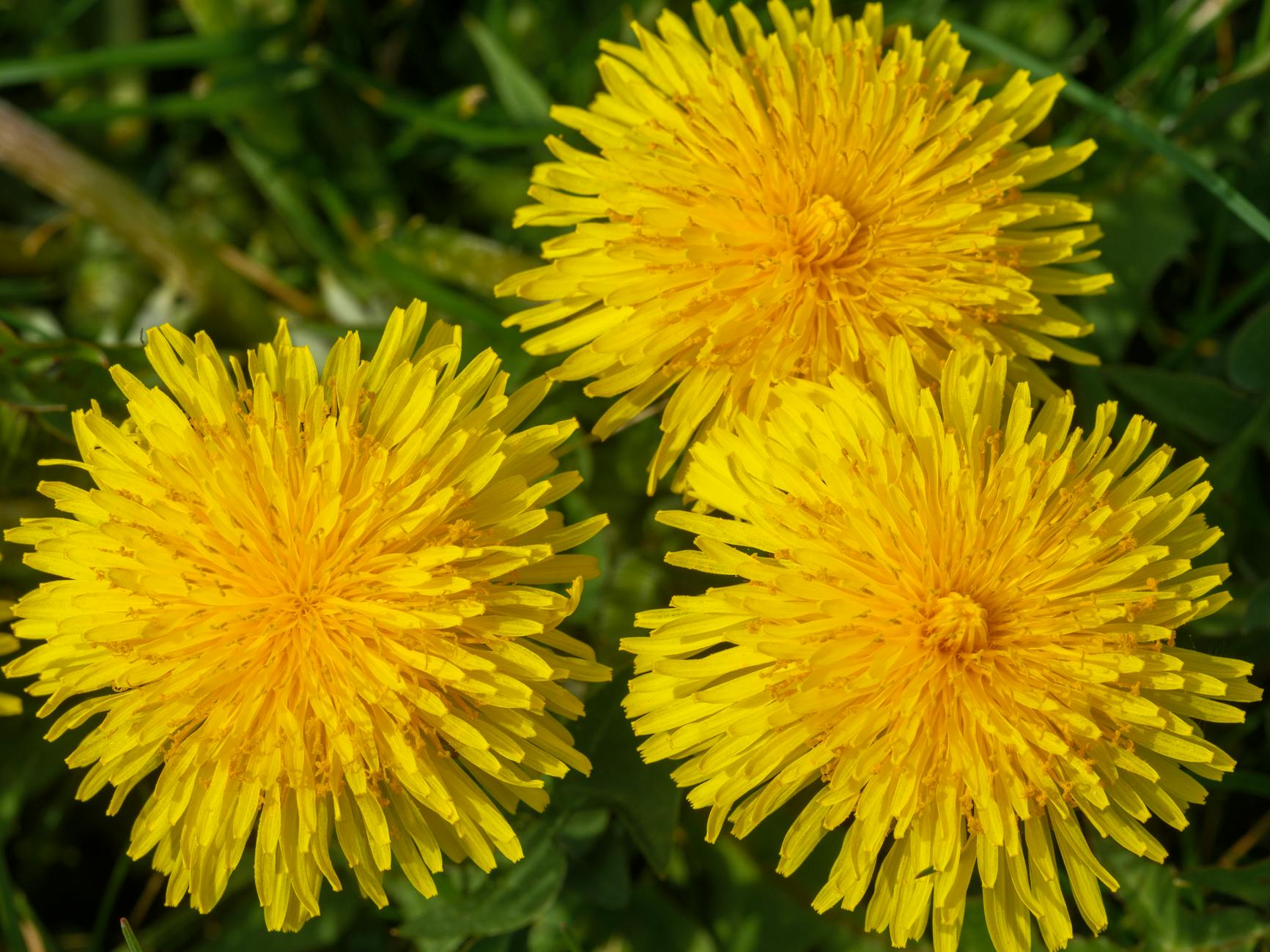 11 Common Weeds With Orange Flowers: Identification and Management Identify and control the most common orange-flowered weeds found in North American gardens and lawns.