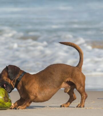 Can Dogs Eat Coconut? Safety, Benefits, and Best Practices