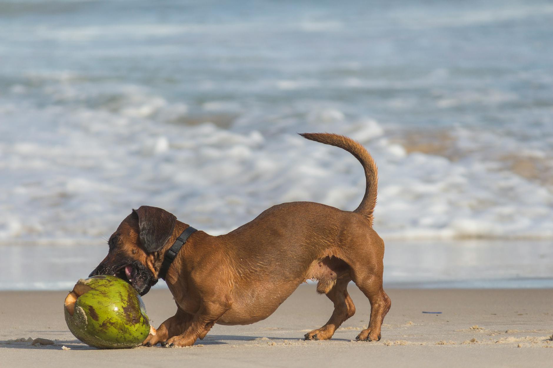 Can Dogs Eat Coconut? Safety, Benefits, and Best Practices Uncover the potential benefits and risks of feeding coconut to your dog, with expert tips for safe, healthy inclusion in your pet’s diet.