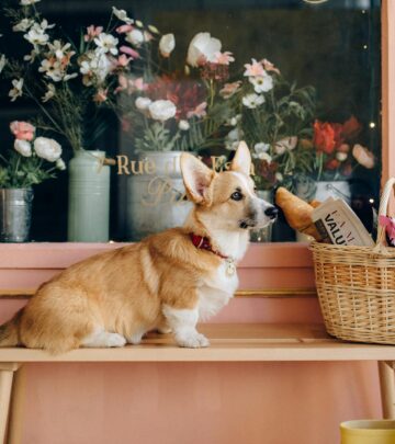 Can Dogs Eat Bread? Safety, Nutrition, and Bread Types Explained