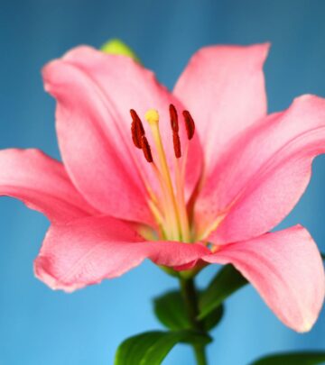17 Stunning Pink Lily Varieties for Your Garden