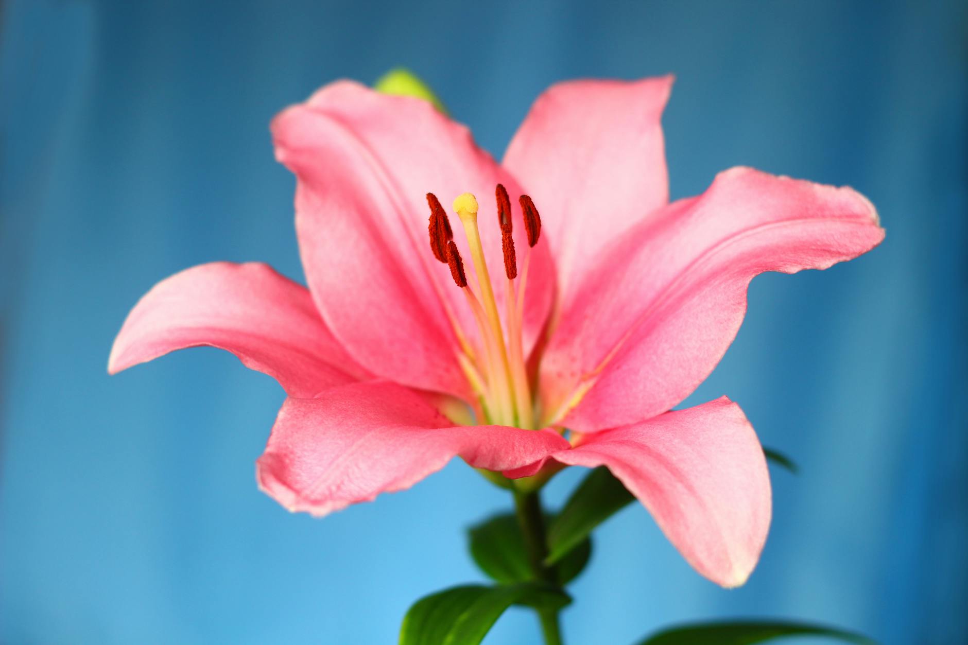 17 Stunning Pink Lily Varieties for Your Garden Discover the beauty and diversity of pink lilies, from blush to fuchsia, and find the best cultivars for your garden oasis.