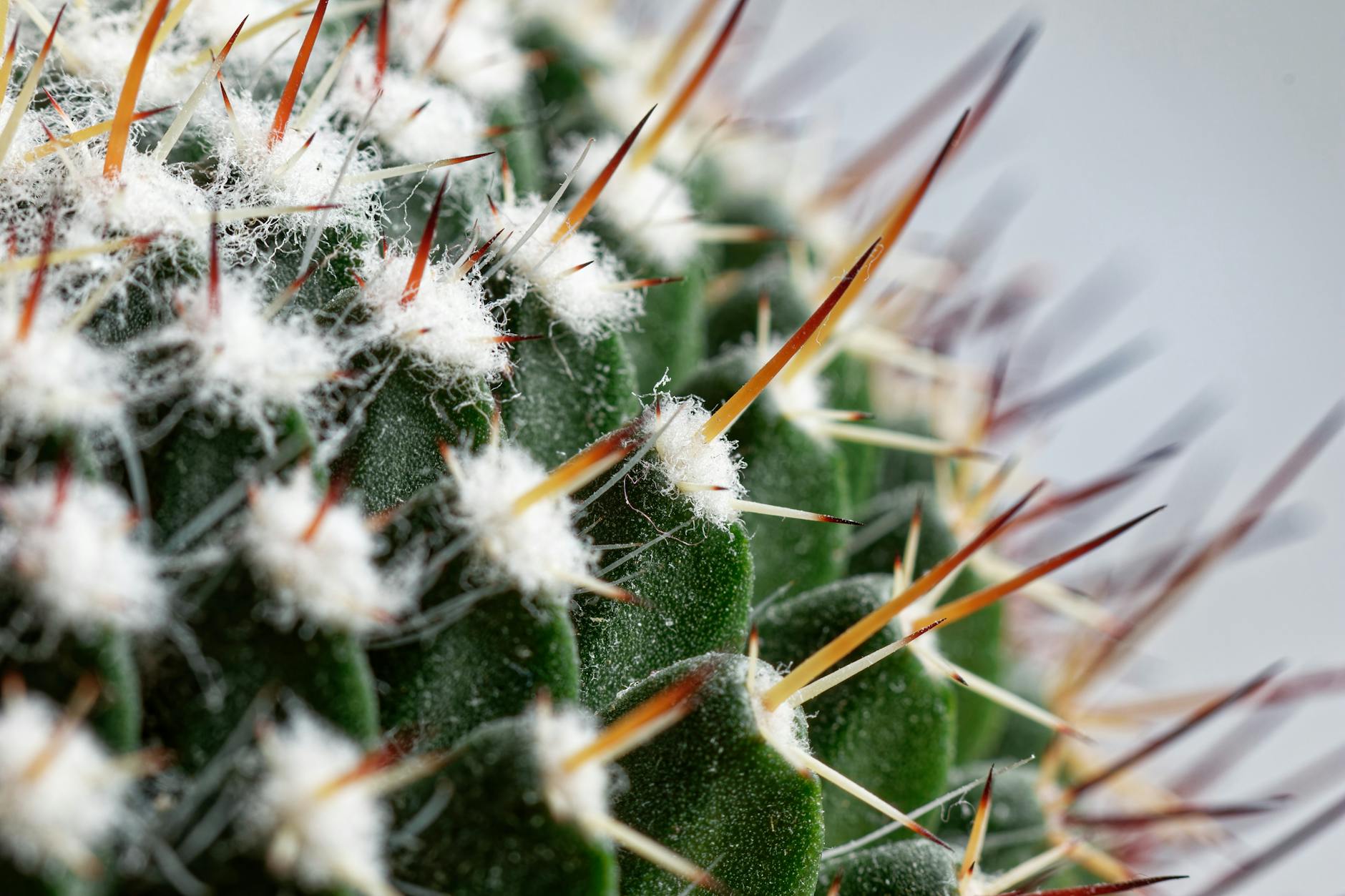 Night Blooming Cereus: Growing and Caring for Queen of the Night Discover the secrets of the spectacular night blooming cereus, from cultivation tips to blooming mysteries and troubleshooting advice.