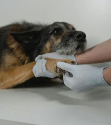 Pancreatitis in Dogs: Causes, Symptoms, Treatment, and Prevention