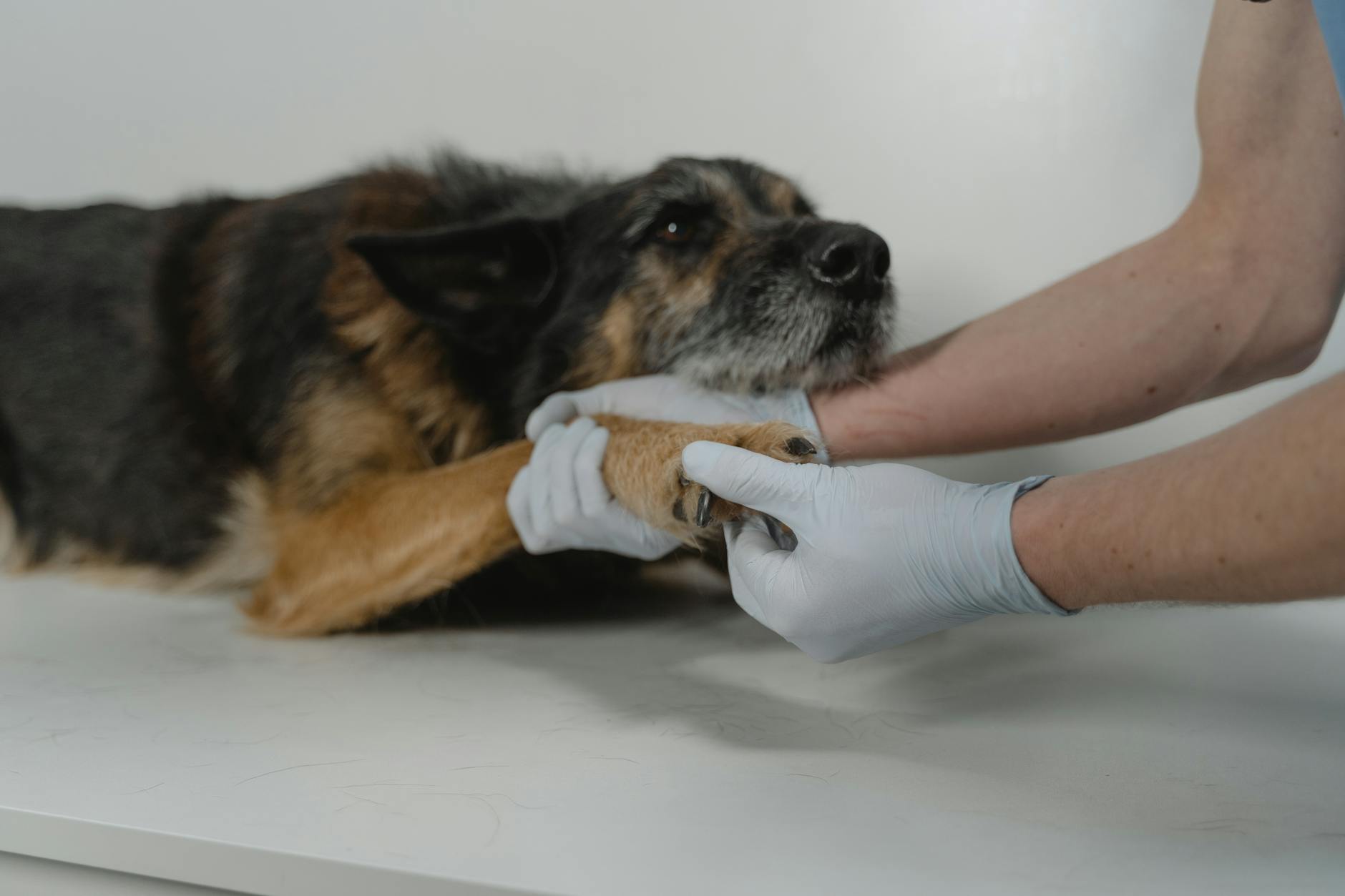 Pancreatitis in Dogs: Causes, Symptoms, Treatment, and Prevention Understand the warning signs, risks, and best practices for managing pancreatitis in dogs for a healthier, happier pet.