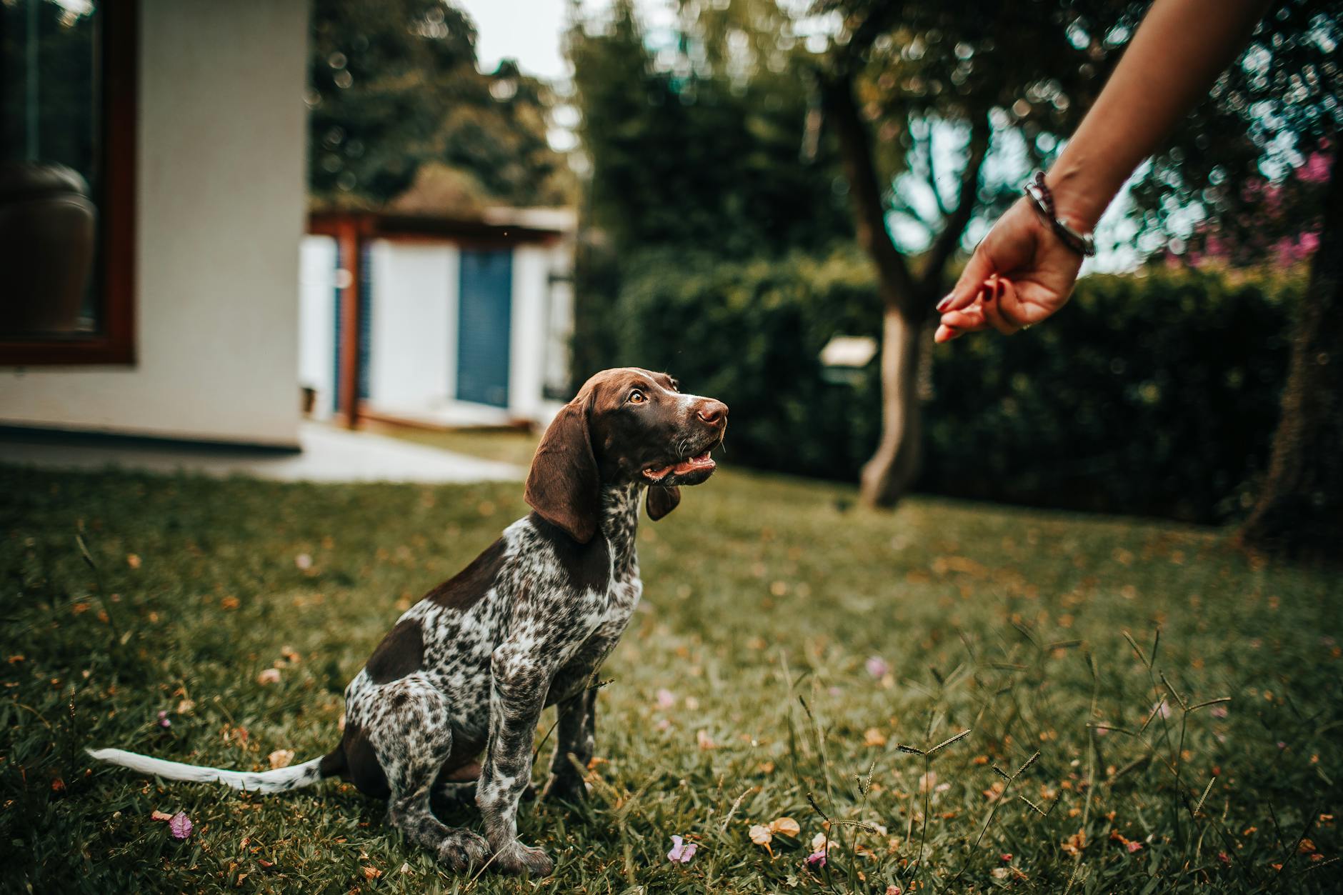Teach Your Puppy the 5 Essential Training Commands Build a strong foundation with your puppy using these five core obedience commands for a happy, well-mannered companion.