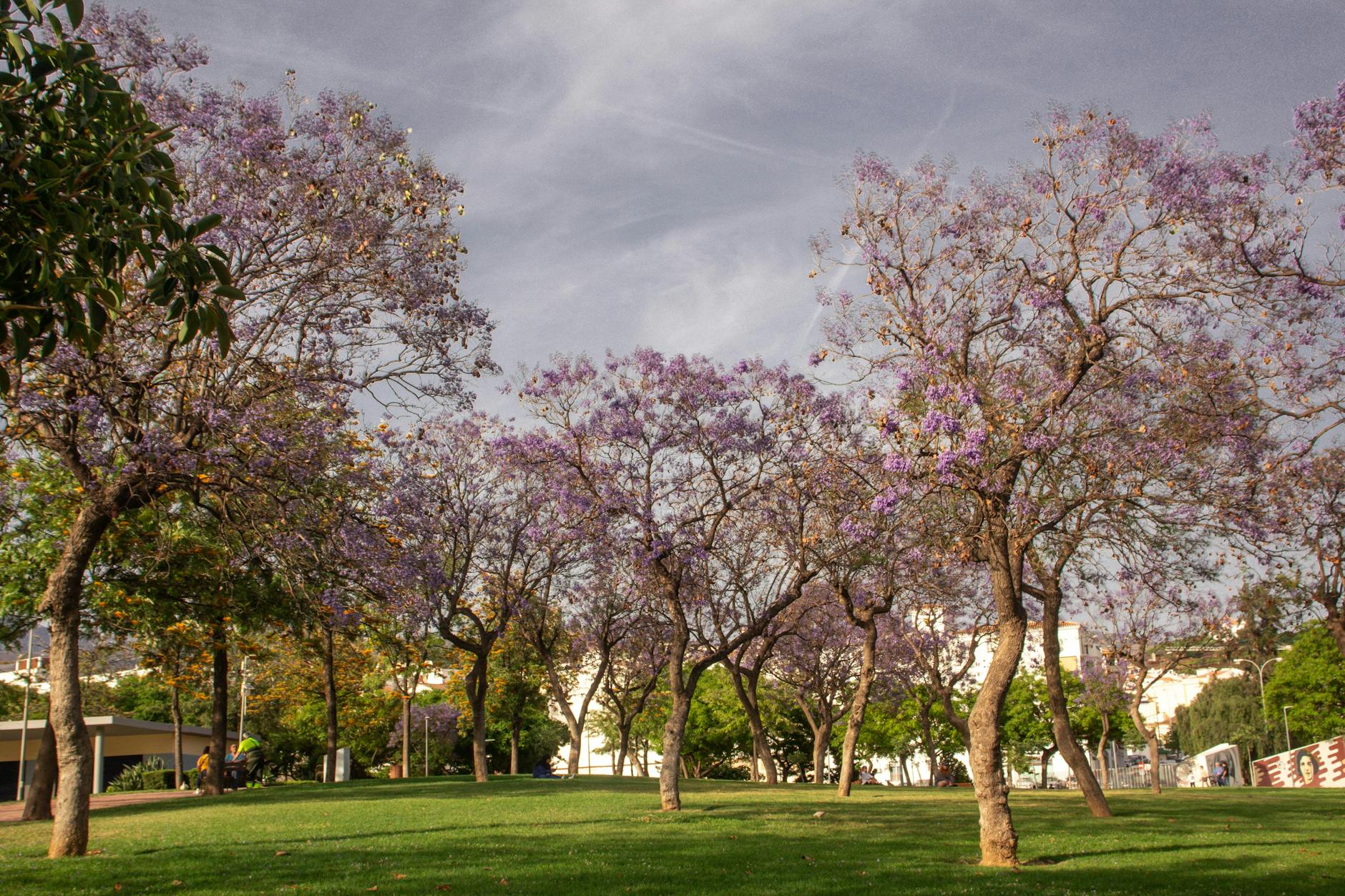 27 Flowering Trees That Thrive in Michigan Gardens Discover the most stunning and resilient flowering trees that flourish in Michigan's unique climate for breathtaking seasonal color.