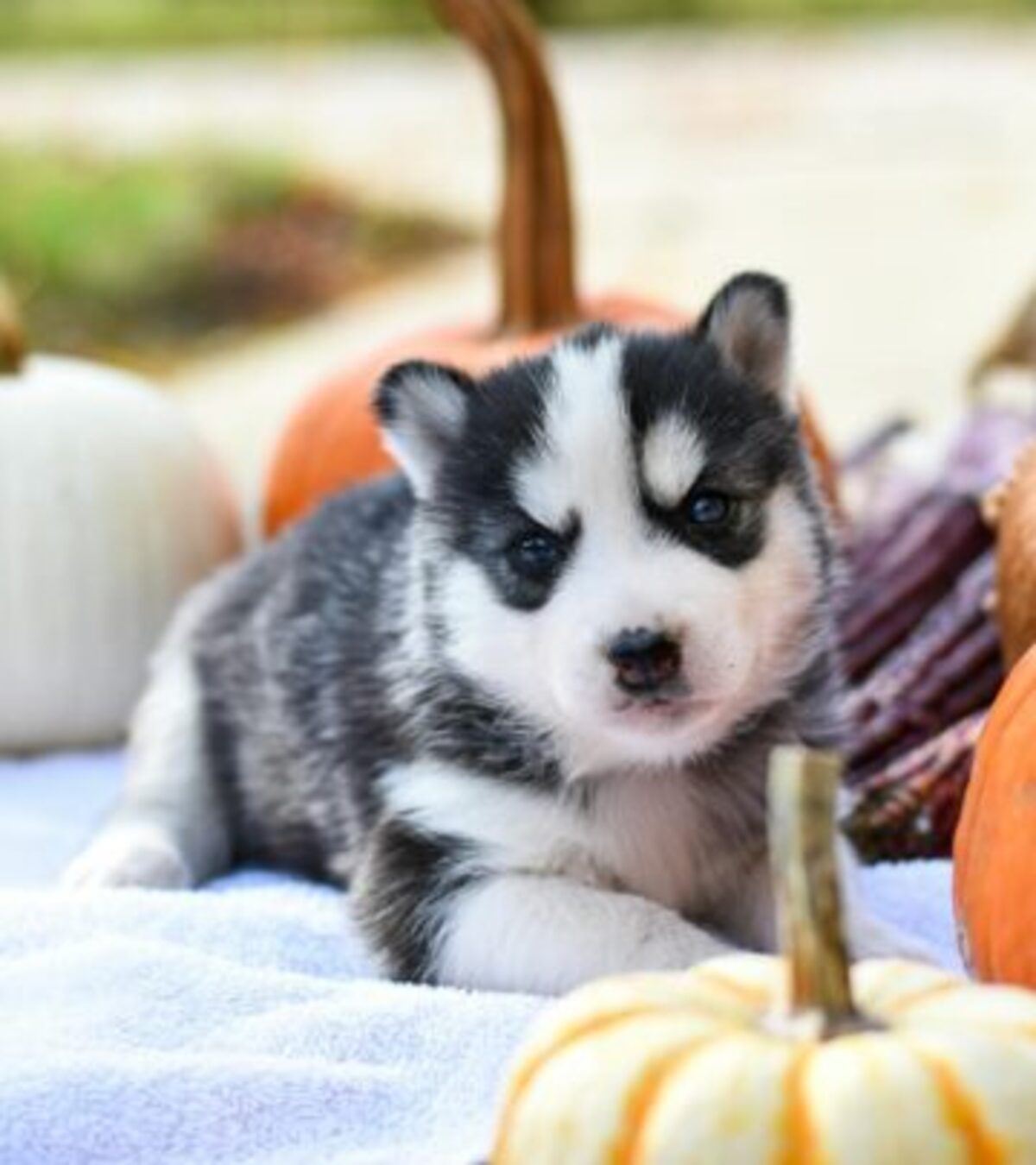 Can Dogs Eat Squash? Nutrition and Safety Guide Learn about the benefits, risks, and best ways to feed squash to your dog
