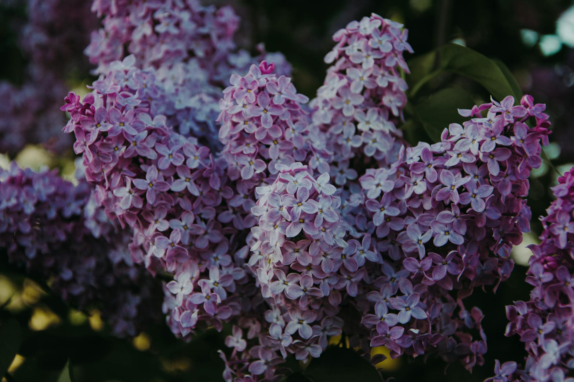 17 Beautiful Purple Flowering Shrubs for Your Garden Transform your garden with these stunning purple flowering shrubs – choose, grow, and enjoy!