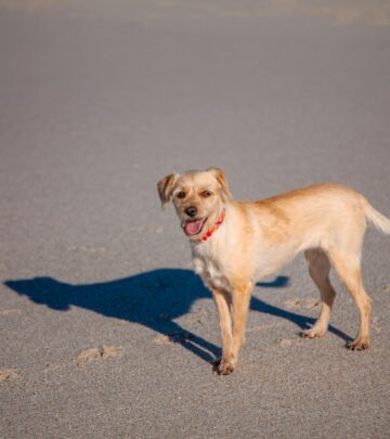 Dog Diapers: Uses, Types, and Care Guide