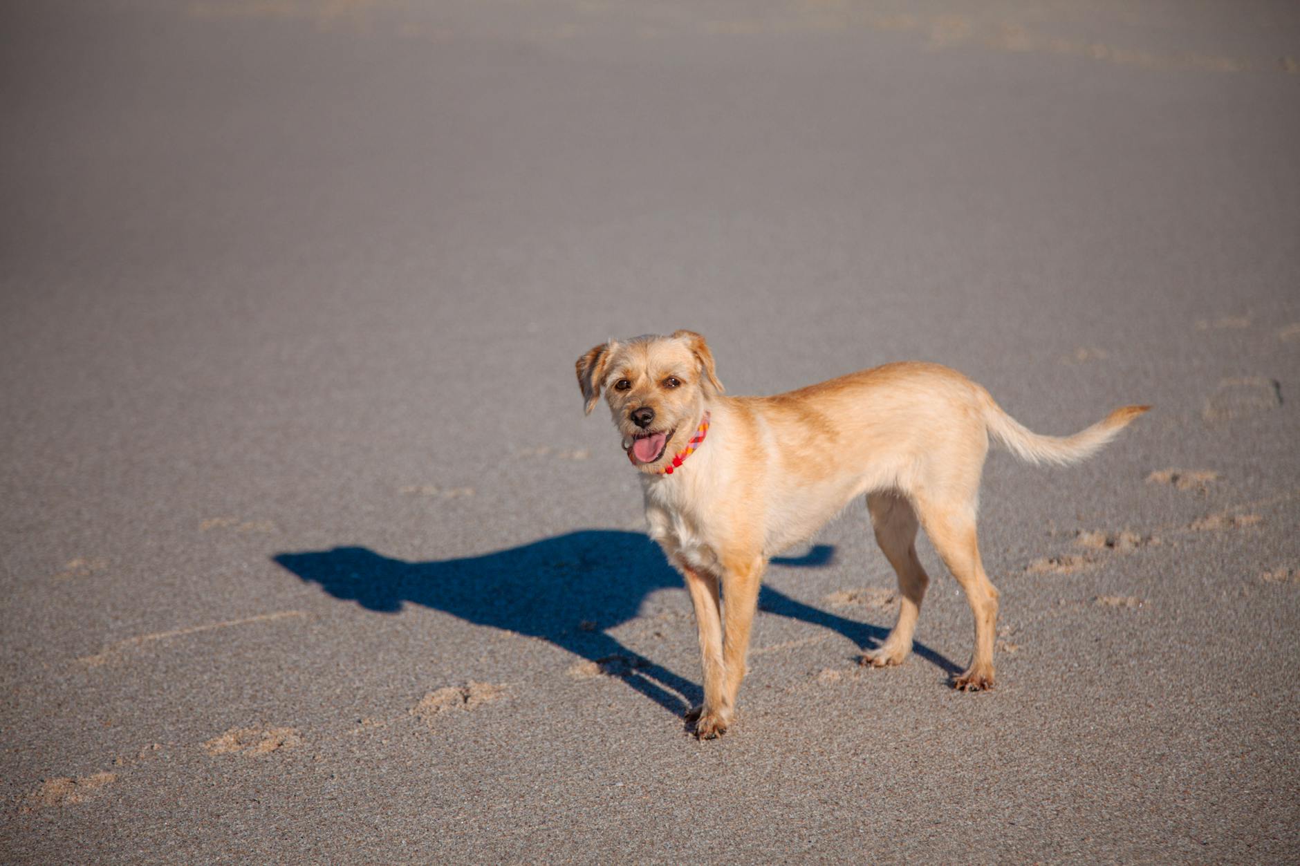Dog Diapers: Uses, Types, and Care Guide Everything You Need to Know About Using Diapers for Dogs