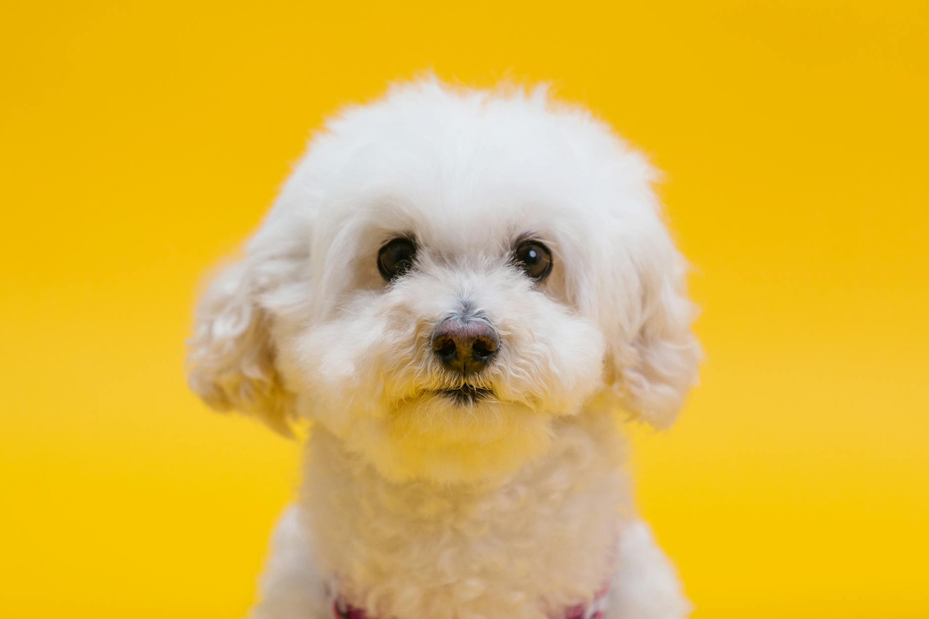 Bichon Frise History: Origins, Breed Traits, and Popularity Discover the charming journey of the Bichon Frise from royal courts to modern homes.