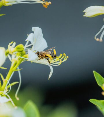 What to Do If Your Dog Is Stung by a Bee or Wasp
