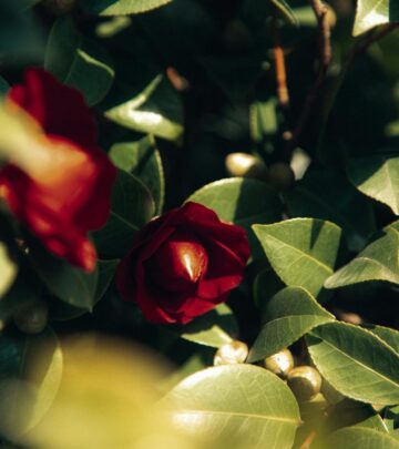 Shade Friendly Camellia Varieties for Shady Gardens