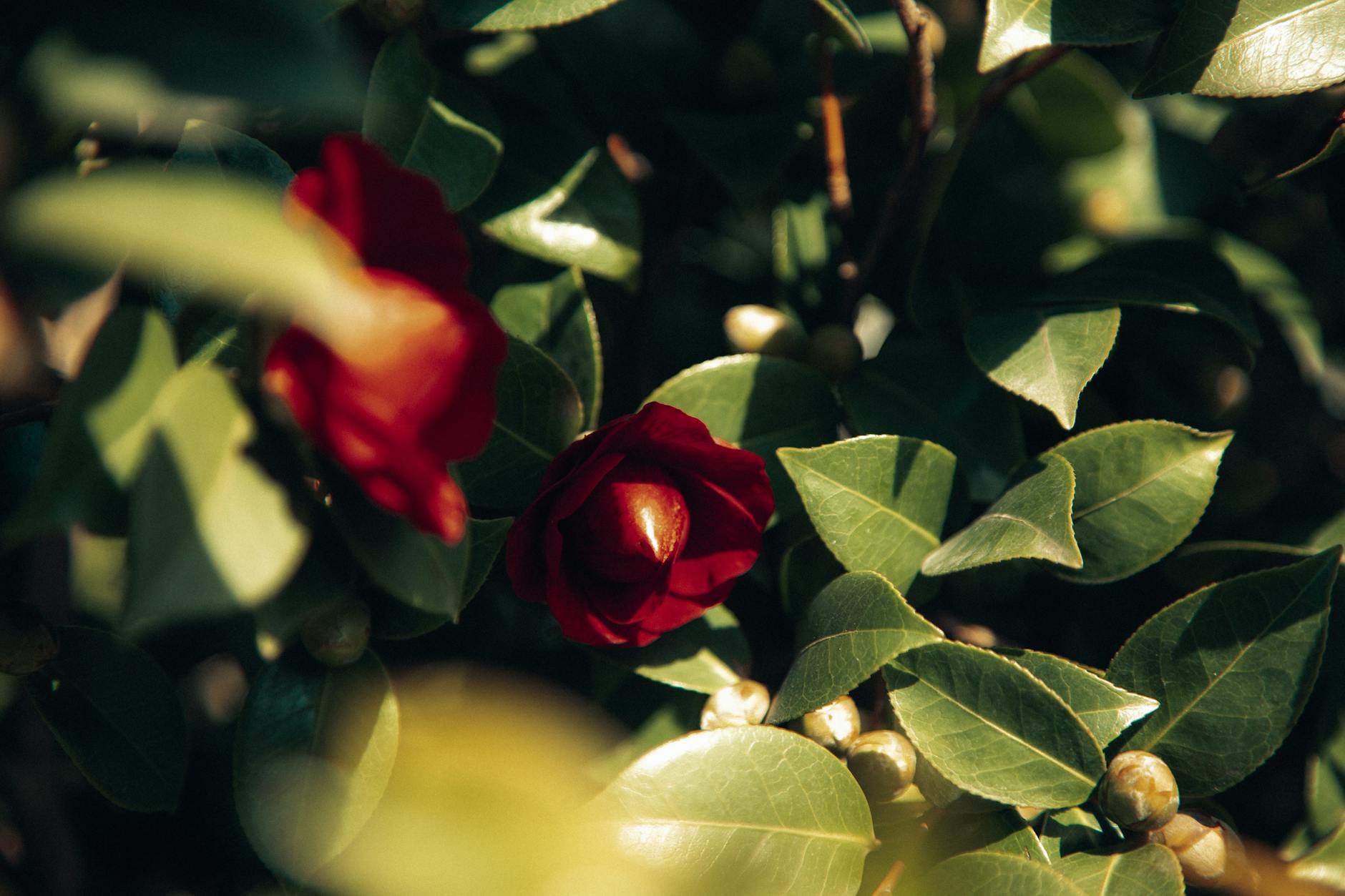 Shade Friendly Camellia Varieties for Shady Gardens Discover camellia varieties that shine in shady garden spaces and enhance winter landscapes.