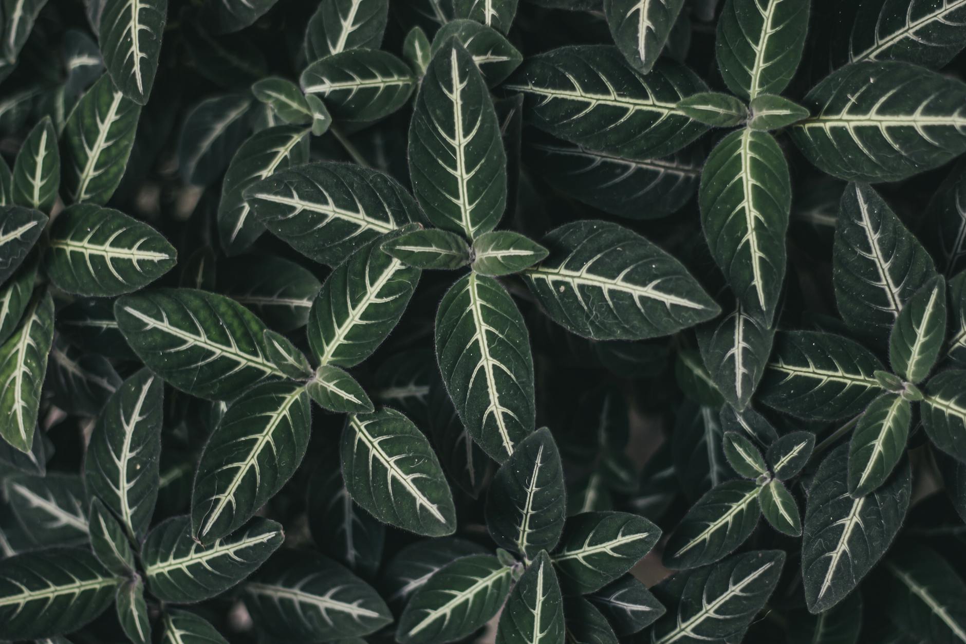 How to Plant, Grow, and Care for Indigo: Nature’s Blue Treasure Discover the secrets of cultivating indigo, from seed to stunning blue dye, with practical tips and expert guidance.