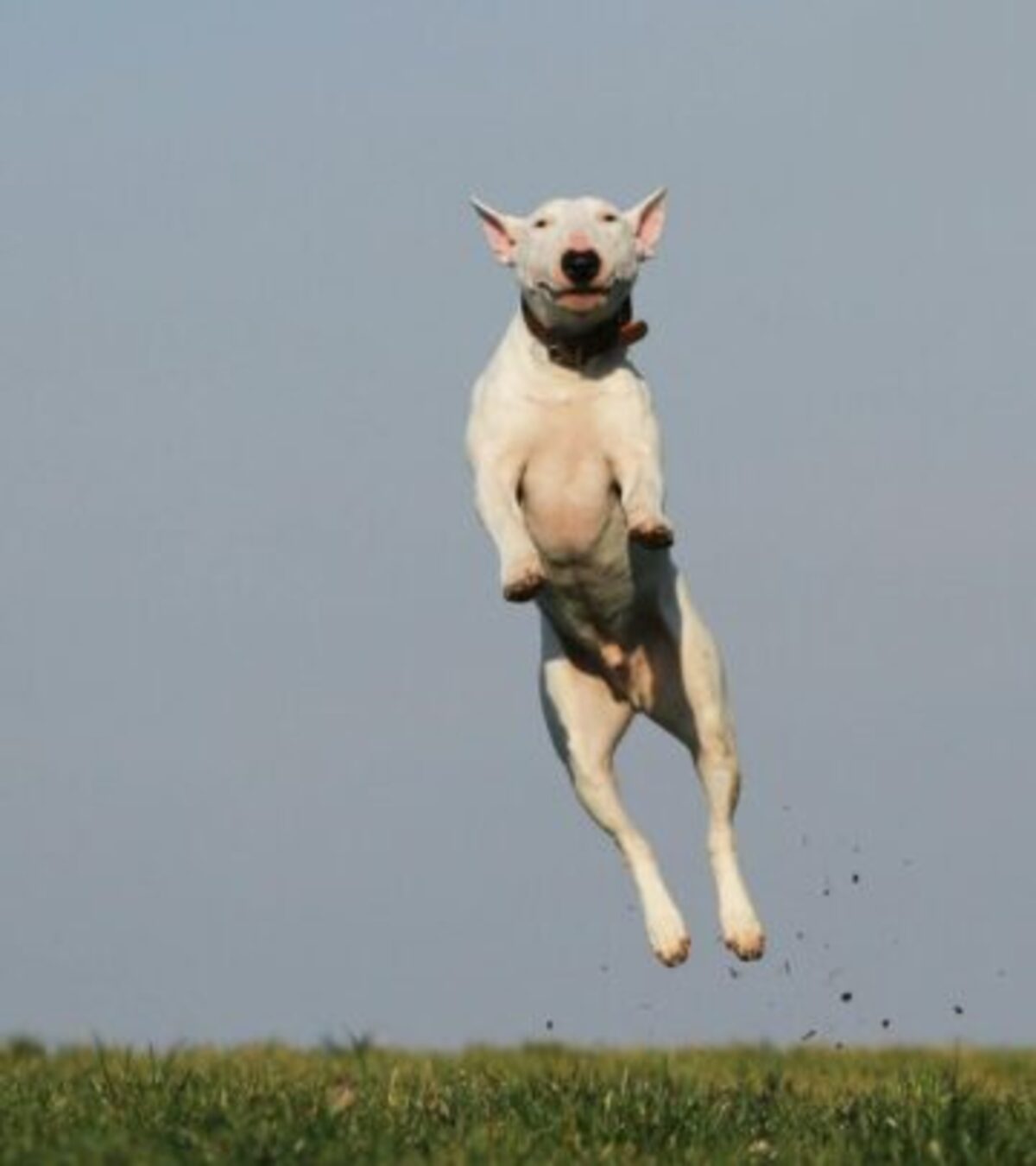 The Bull Terrier: Origins, Evolution, and Enduring Legacy Explore the Bull Terrier's rich history, unique evolution, and cultural impact from 19th-century England to today.