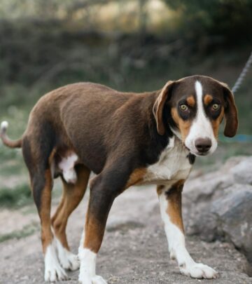 How Long Are Dogs in Heat? Understanding the Canine Estrous Cycle