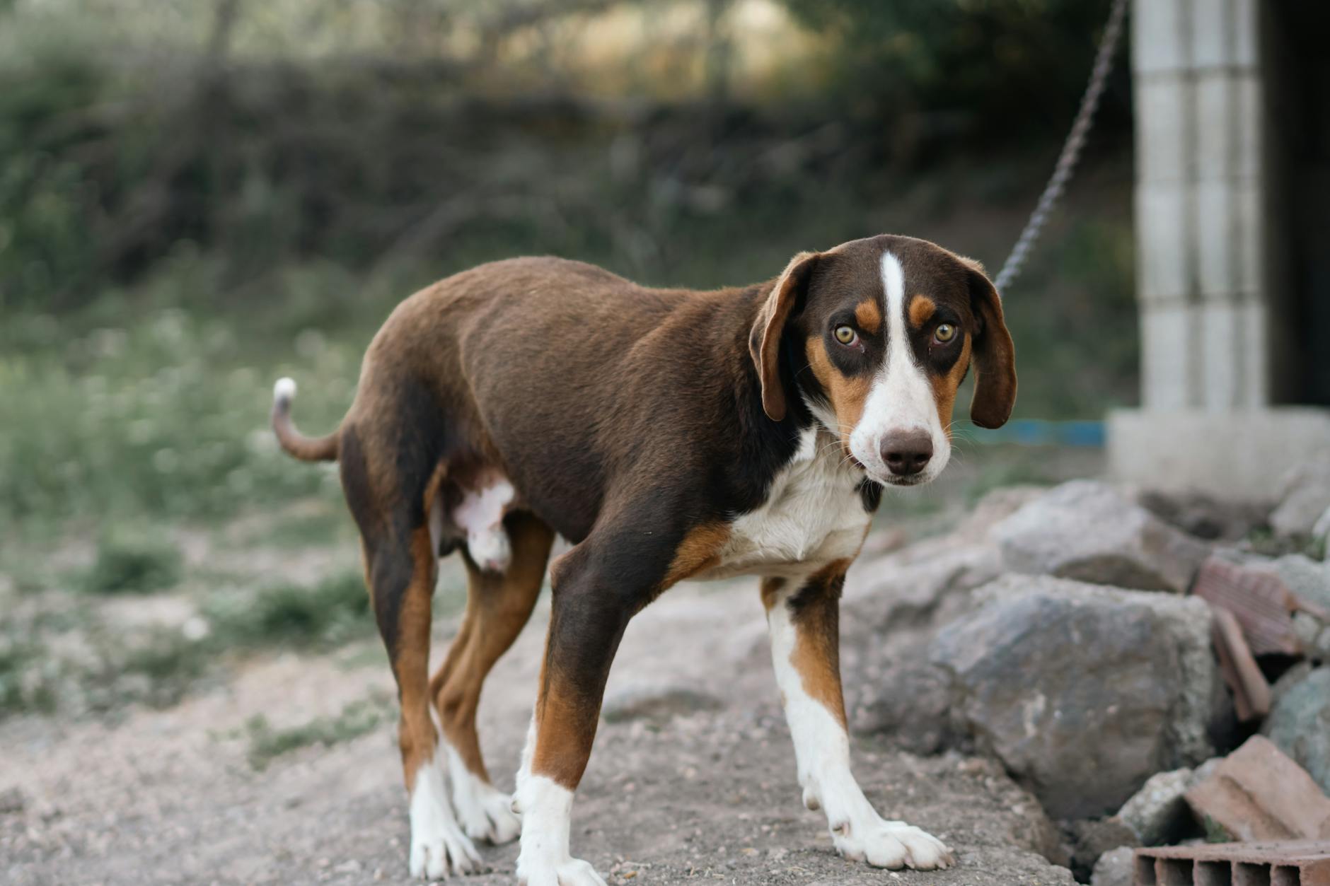 How Long Are Dogs in Heat? Understanding the Canine Estrous Cycle Explore every stage of a dog's heat cycle, from first signs to responsible care, frequency, and FAQs for dog owners and breeders.