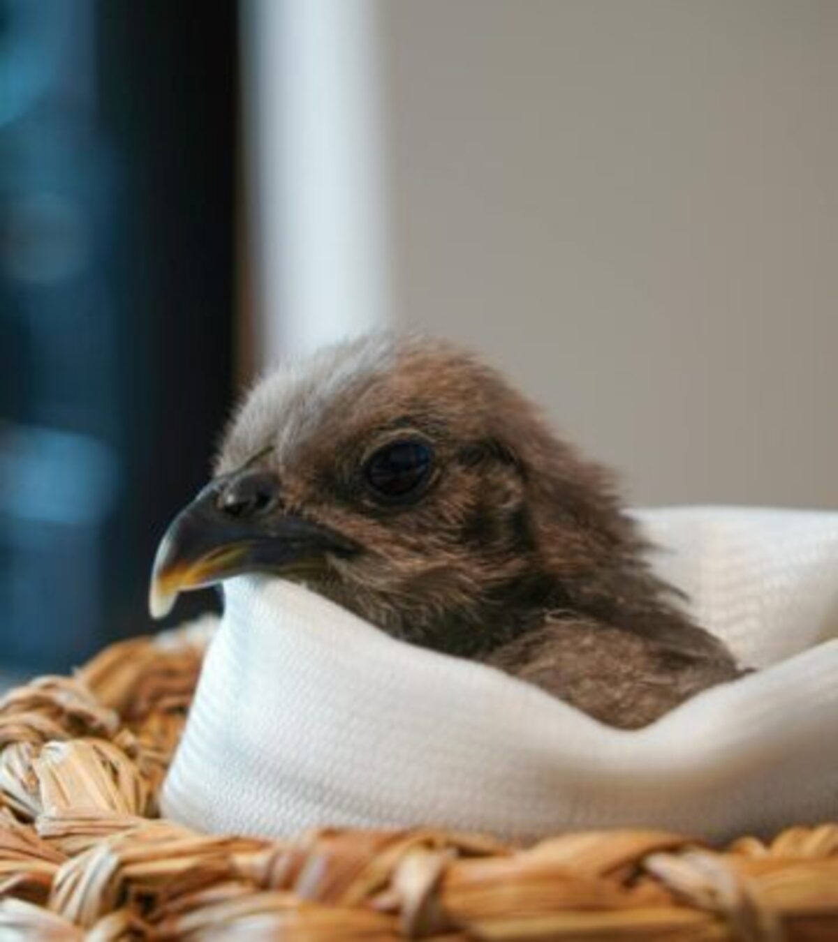 Chicken Rescue Story: Inspiring Featherless To Fabulous Revival One neglected chicken’s tale of survival, hope, and an astonishing transformation that will warm your heart.