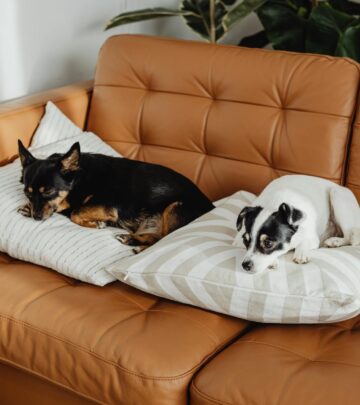 Smallest Dog Breeds Starting With ‘P’: Discover Petite Pups for Every Lifestyle
