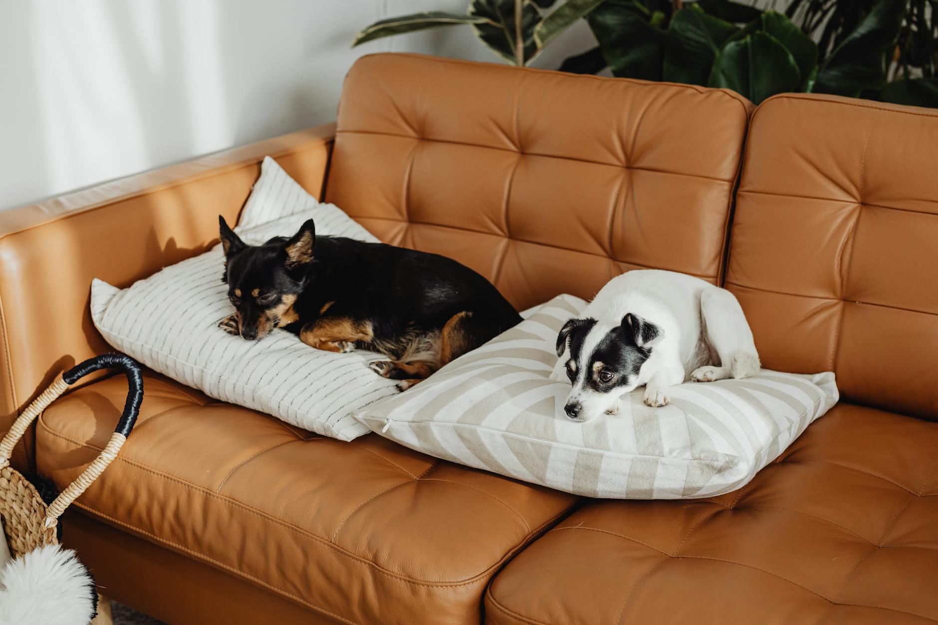 Smallest Dog Breeds Starting With ‘P’: Discover Petite Pups for Every Lifestyle Explore the delightful world of the tiniest dog breeds beginning with the letter 'P'—perfect companions for any home.