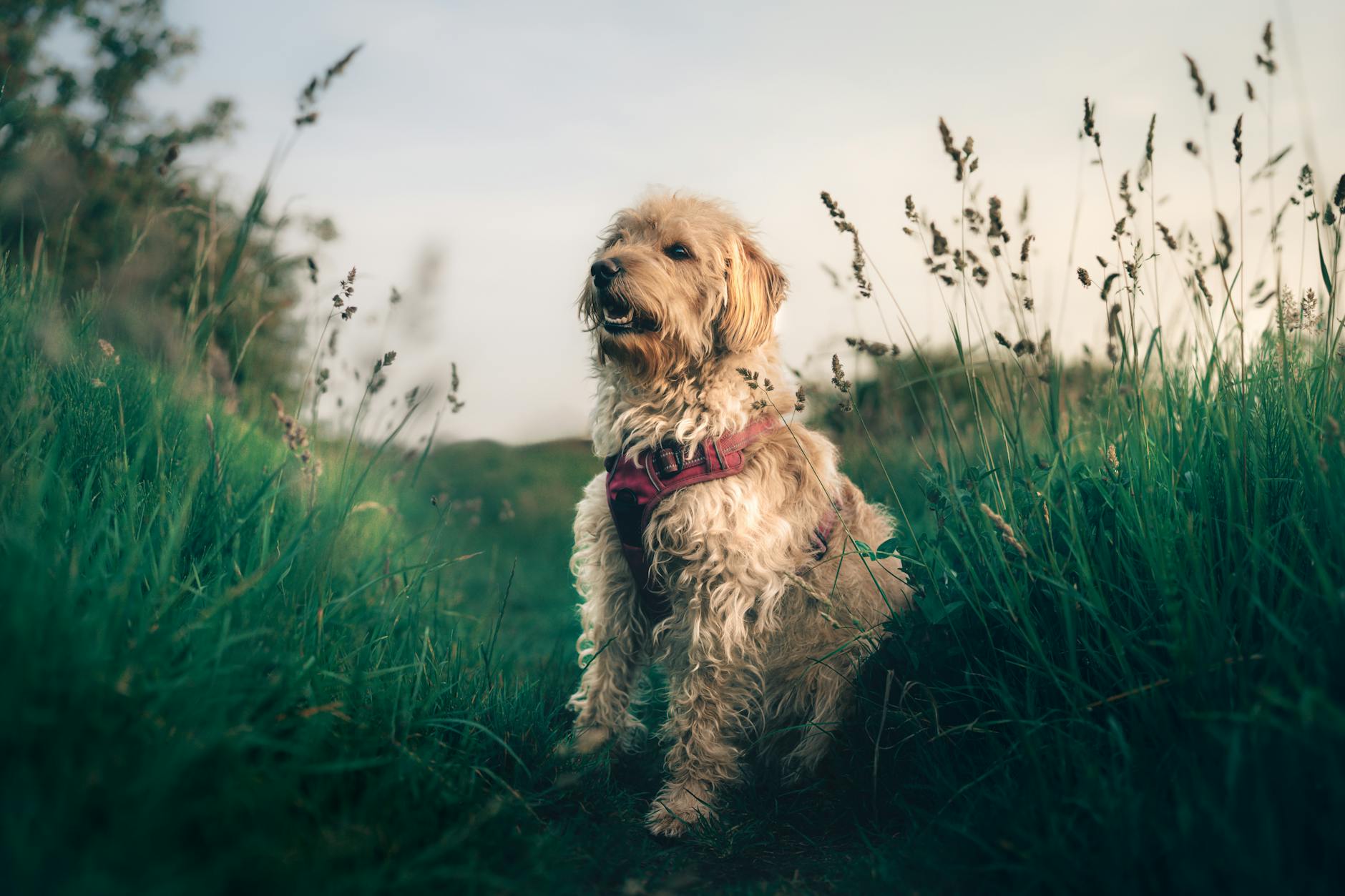 Are Poinsettias Poisonous to Dogs? Risks, Symptoms & What To Do Understanding the real risks of poinsettia plants for dogs, including symptoms, first aid, and when to call the vet.