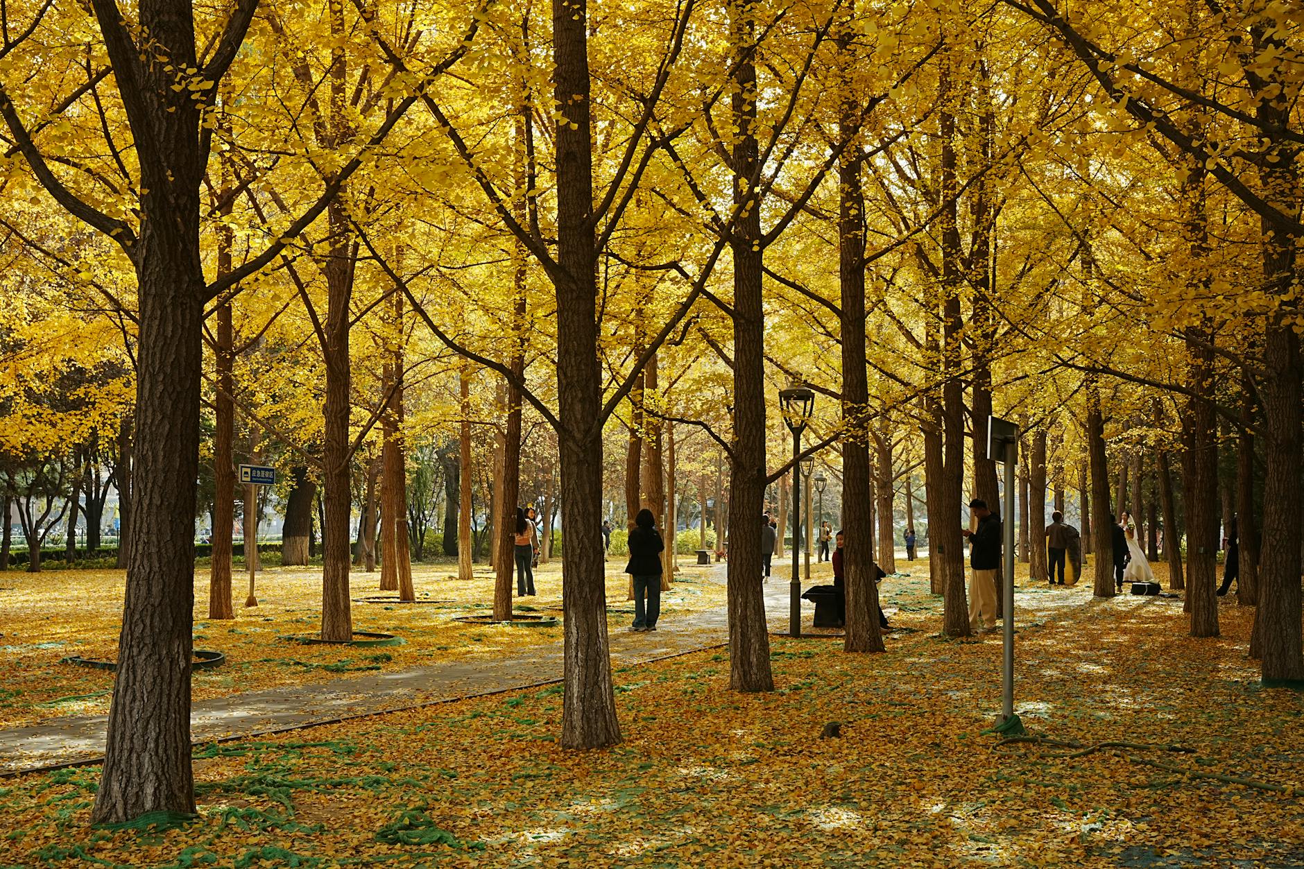 Ginkgo Trees: Ancient Wonders for Modern Gardens Discover the unique beauty, resilience, and cultural significance of Ginkgo trees for your landscape.