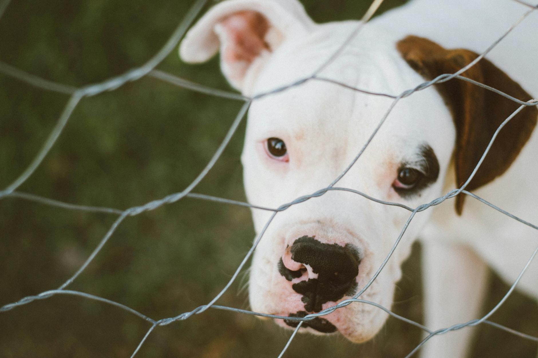 Why Does My Dog Stare at Me? Understanding Canine Gazing Decode the many reasons behind your dog's stare and what it reveals about your bond and their needs.