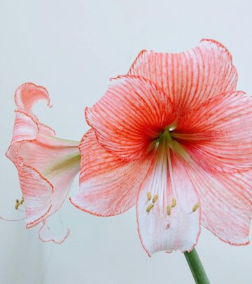 Amaryllis Care: Complete Guide to Growing and Reblooming Your Bulbs