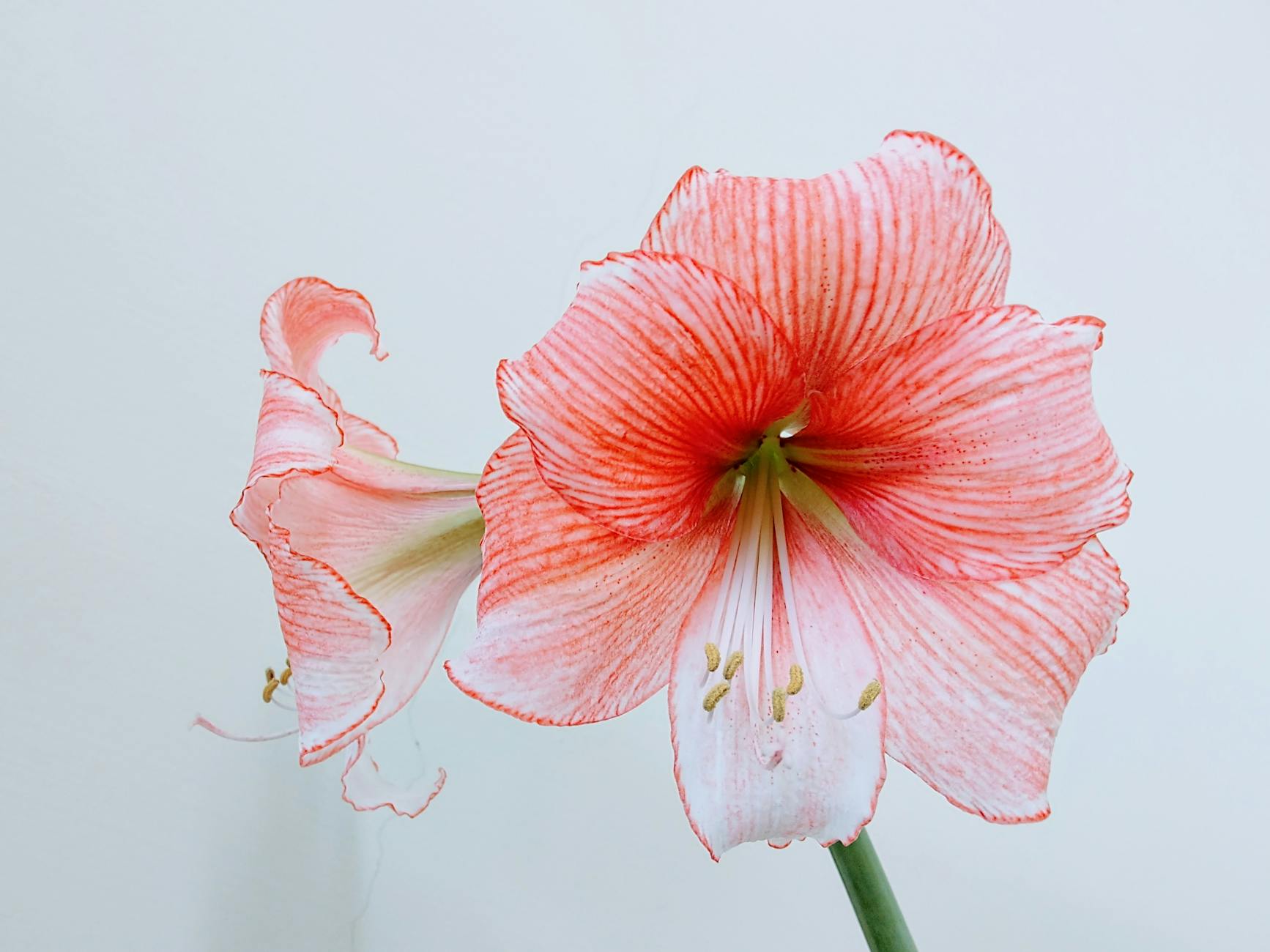 Amaryllis Care: Complete Guide to Growing and Reblooming Your Bulbs Unlock vibrant amaryllis blooms year after year with expert planting, care, and reblooming tips for lasting indoor color.
