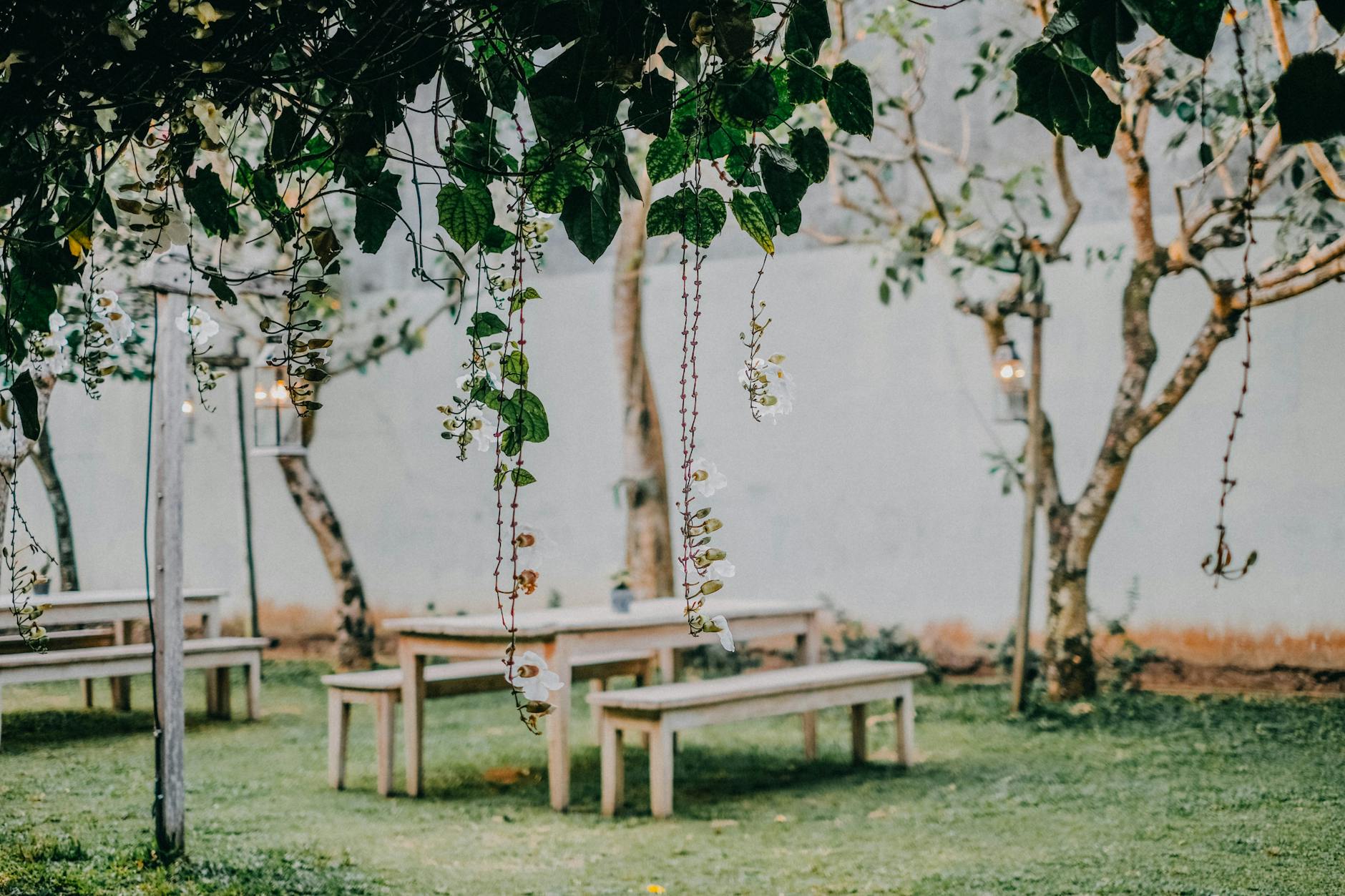 The Art and Science of Growing Vines on Arbors: A Comprehensive Guide Explore how to design, build, and plant thriving vine-covered arbors for beauty and garden function.