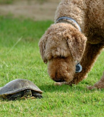 Can Dogs Eat Beets? A Comprehensive Guide for Dog Owners