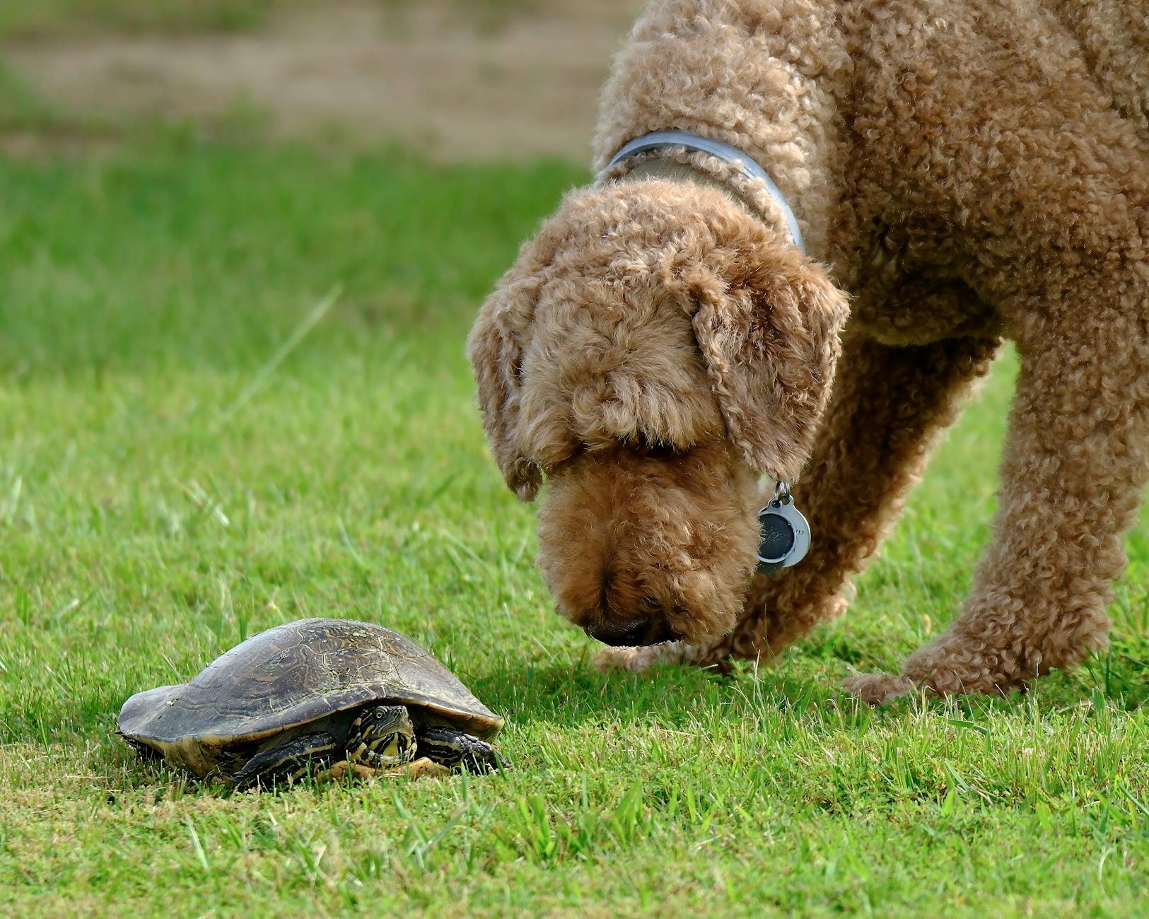 Can Dogs Eat Beets? A Comprehensive Guide for Dog Owners Discover the safety, benefits, risks, and best preparation methods for feeding beets to your dog.