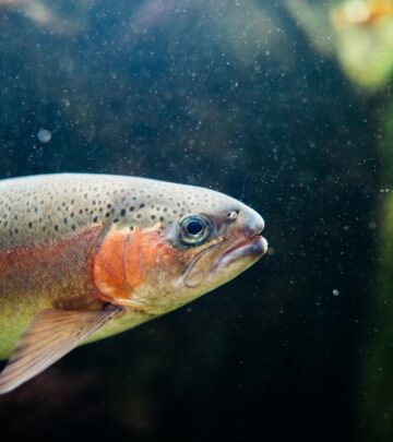 Perfect Baked Rainbow Trout: A Simple, Flavorful Guide