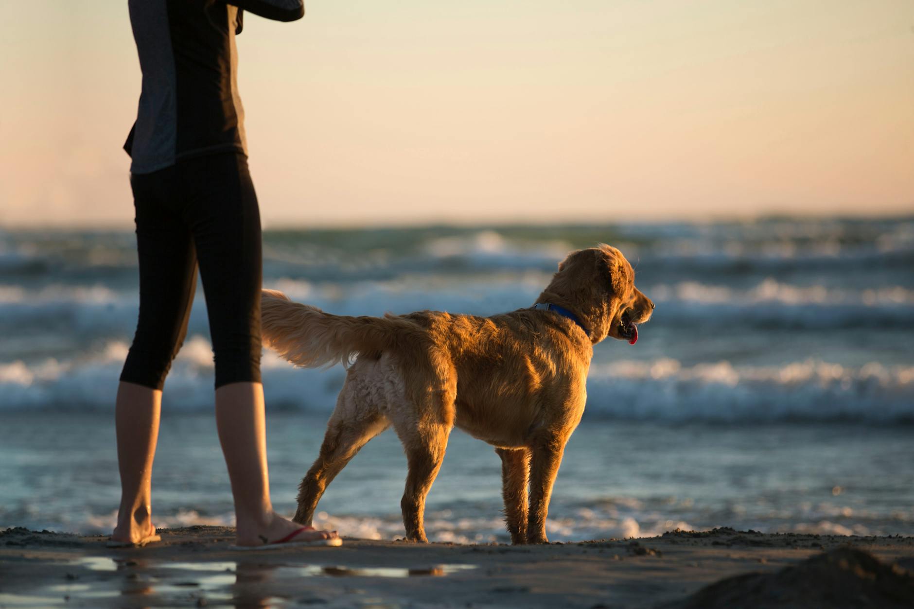 Essential Tips for Taking Your Dog to the Beach Make every beach trip with your dog safe, fun, and stress-free with these expert beach day tips.