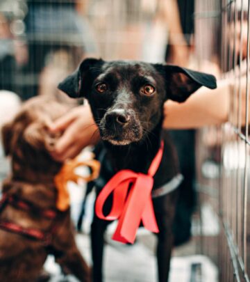 Discover how innovative apps and chatbots are helping people find their ideal dog companions, making the adoption process smarter and more heartwarming.