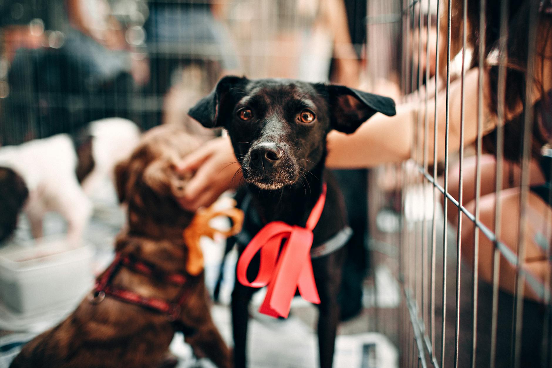 How Technology is Transforming Dog Adoption: Finding Your Perfect Canine Match Discover how innovative apps and chatbots are helping people find their ideal dog companions, making the adoption process smarter and more heartwarming.