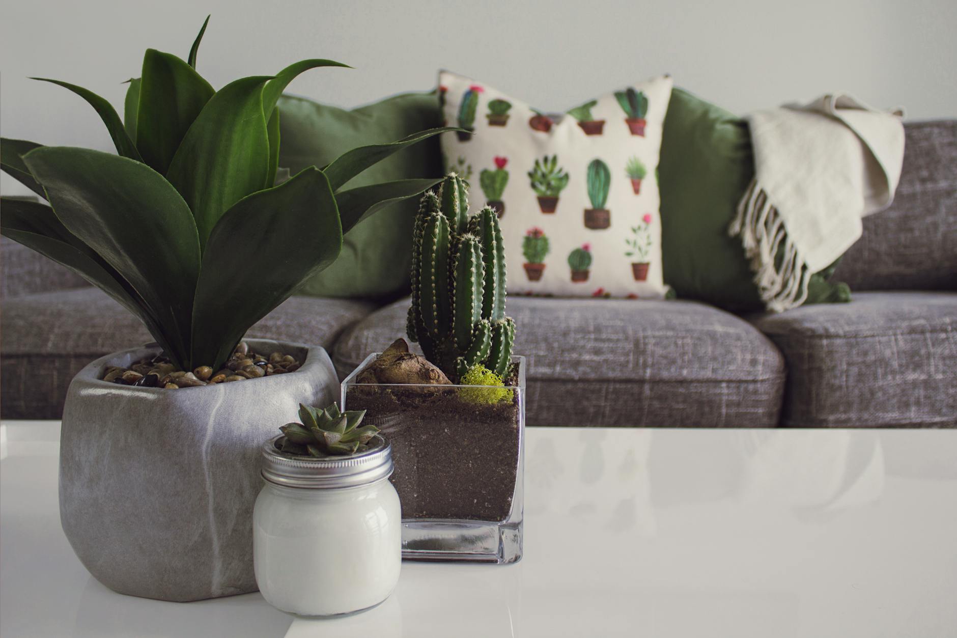 19 Stunning Houseplants With Big Leaves to Make a Bold Statement Indoors Bring drama to your décor with these statement-making houseplants known for their lush, oversized foliage and vibrant style.