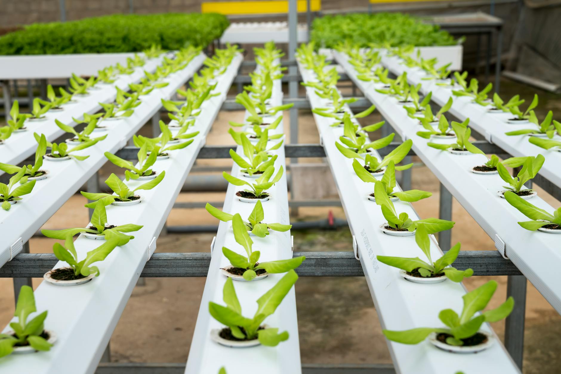 Deep Water Culture (DWC): A Complete Beginner’s Guide to Hydroponic Growing Unlock faster plant growth and higher yields with Deep Water Culture – the simple, powerful hydroponic method for any gardener.