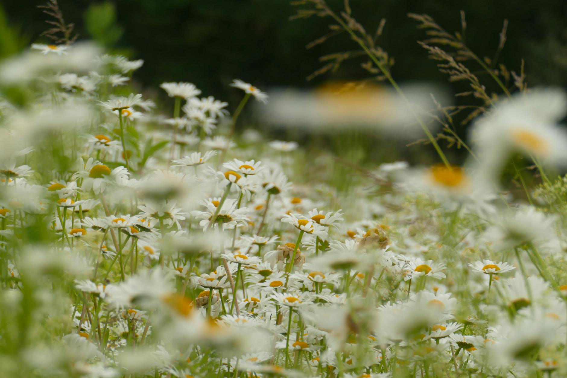 Daisy Varieties: 34 Stunning Types for Every Garden Discover 34 diverse daisy varieties for every gardening style and climate with tips on care, size, bloom times, and unique characteristics.