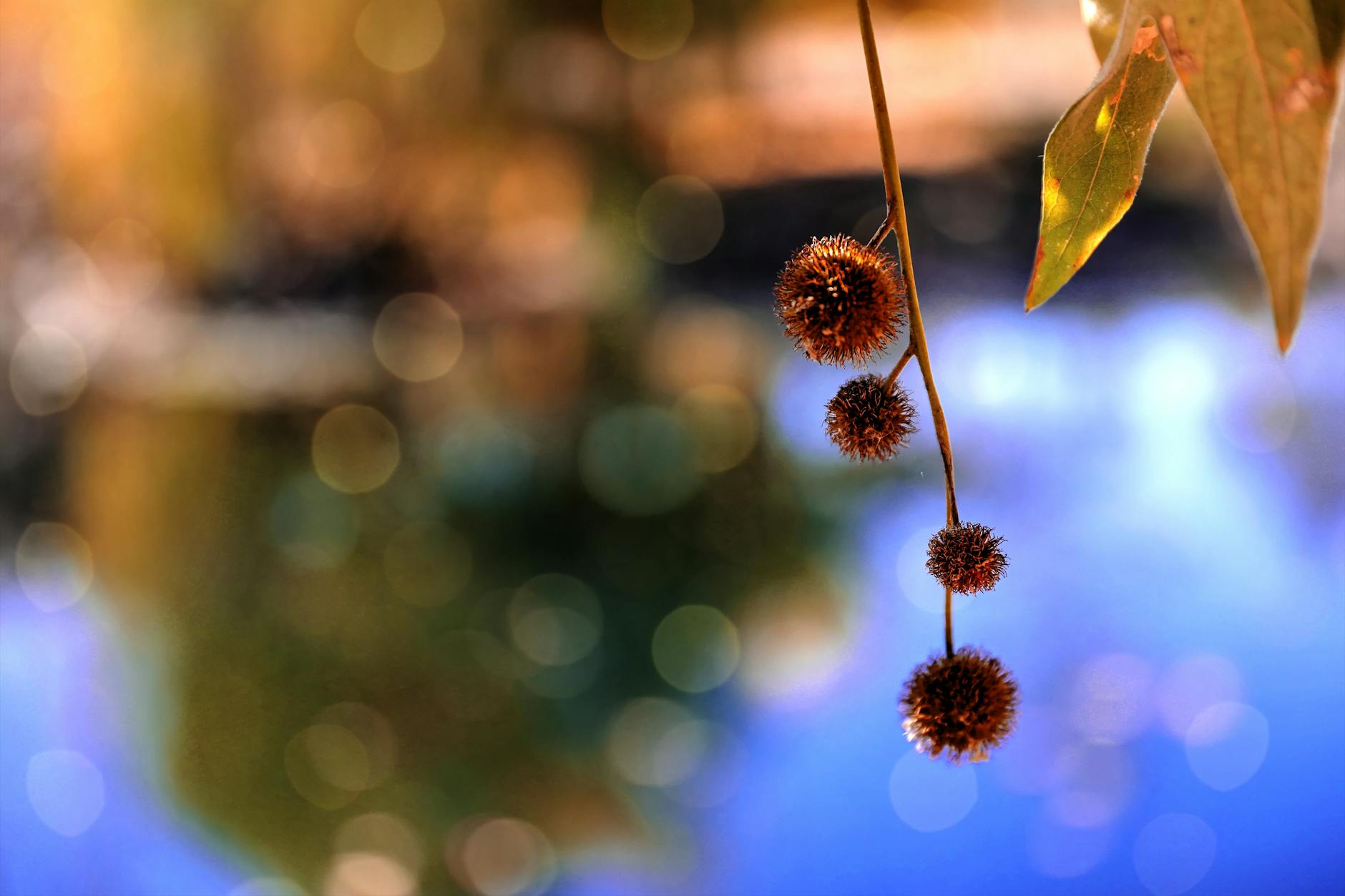 19 Ornamental Seed Pods: Adding Texture and Allure to Gardens Discover 19 stunning plants with ornamental seed pods to elevate your garden, bouquets, and crafts year-round.